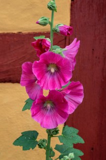 Flowering common hollyhock (Alcea rosea) at a half timbered house in Ystad, Scania, Sweden,