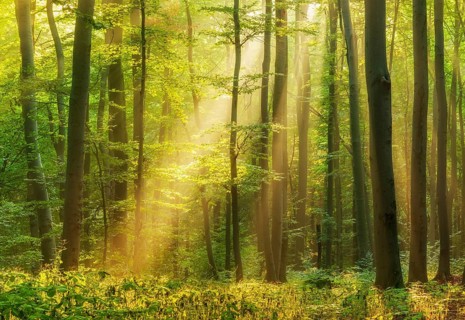 Natural beech forest, sun shining through morning mist, Hohe Schrecke mountain range, Thuringia,