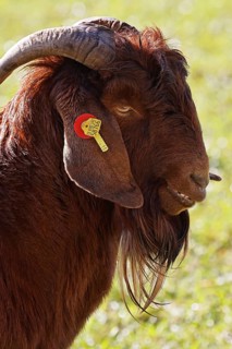 Boer domestic goat (Capra aegagrus hircus), billy goat with ear tag, male, reddish-brown colour,