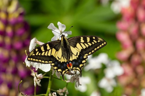 English swallowtail butterfly (Papilio machaon) adult feeding on a white flower, Norfolk, England,