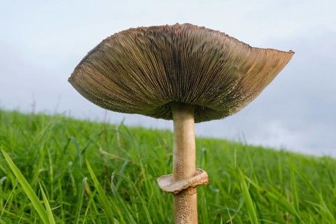 Giant umbrella mushroom in a meadow, parasol mushroom (Macrolepiota procera), mushroom, close-up,