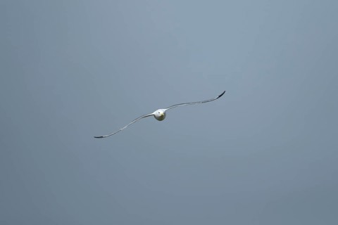 Kittiwake (Rissa tridactyla) adult bird in flight, Suffolk, England, United Kingdom, Europe