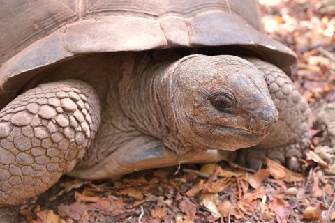 Aldabra Giant Tortoise (Aldabrachelys gigantea), Changuu Island, Zanzibar Archipelago, Tanzania,