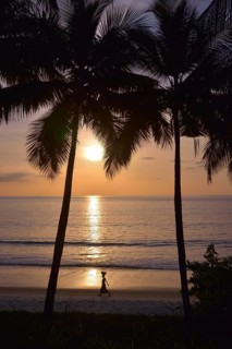 Palm trees at sunset, Tokeh Beach, Tokeh, Western Area Region, Sierra Leone, Africa