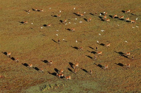 Aerial view, Black lechwes (Kobus leche smithemani), Bangweulu Swamps, Luapula Province, Zambia,