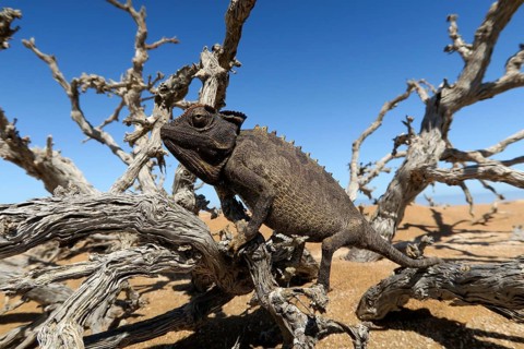 Namaqua Chameleon (Chamaeleo namaquensis), Namib Desert in Swakopmund, Namibia, Africa