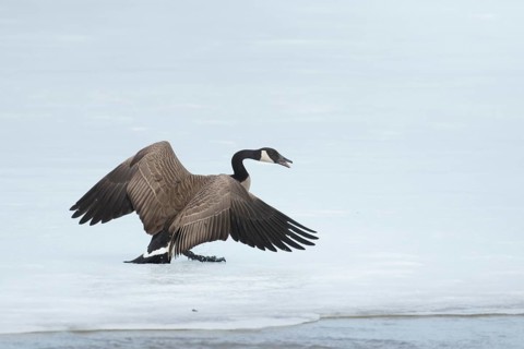 Canada goose standing on a frozen lake. Branta canadensis. Goose with agressive display. Goose
