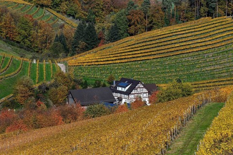 Half-timbered house between autumnally coloured vines, near Durbach, Ortenaukreis, Black Forest,