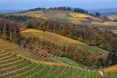 Landscape with autumnal coloured vineyards, near Durbach, Ortenaukreis, Black Forest,
