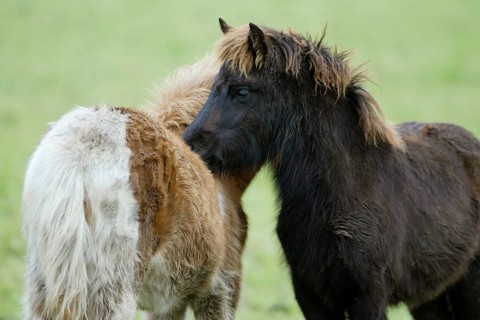 Icelandic Horses, grooming foals, Icelandic ponies, foals, mutual grooming, Icelanders