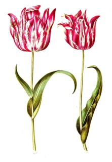 Garden tulip (Tulipa) gesneriana, Historic, digitally enhanced reproduction of an original from the