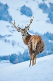 Red deer (Cervus elaphus) stag on a snowy meadow in the mountains in tirol, Kitzbühel, Wildpark