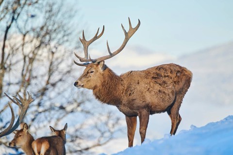 Red deer (Cervus elaphus) stag on a snowy meadow in the mountains in tirol, Kitzbühel, Wildpark