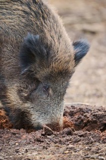 Wild boar (Sus scrofa) in a forest, portrait, Bavaria, Germany Europe
