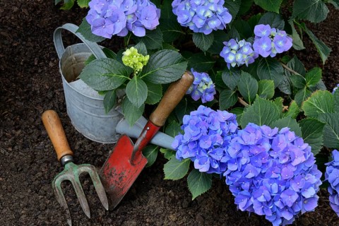 Flowering blue hydrangea (Hydrangea macrophylla) with garden tools