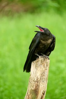 Common raven (Corvus corax), young bird sitting on wooden pole calling, Bohemian Forest, Czech