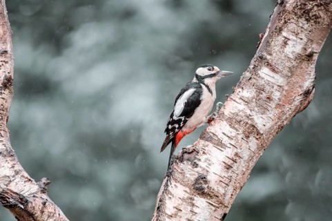 Great spotted woodpecker (Dendrocopos major), in the rain, sitting on a thick light branch on the