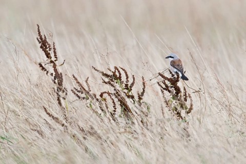 Red-backed Shrike (Lanius collurio), Emsland, Lower Saxony, Germany, Europe