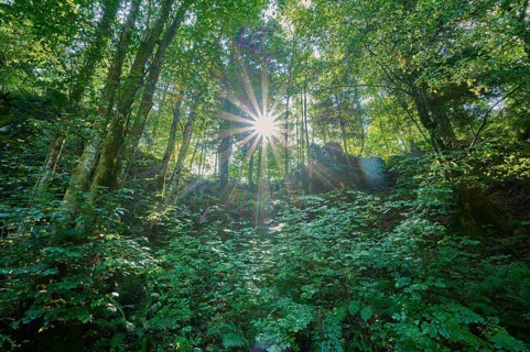 Forest, Deciduous forest, Sun, Summer, Rakov Skocjan valley, Cerknica, Carniola, Slovenia, Europe