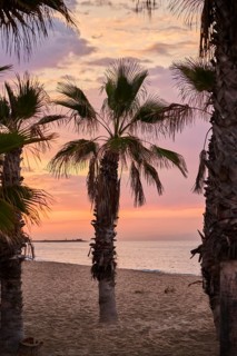 Mexican fan palm (Washingtonia robusta) at sunrise growing on a beach near Tarragona, Catalonia,