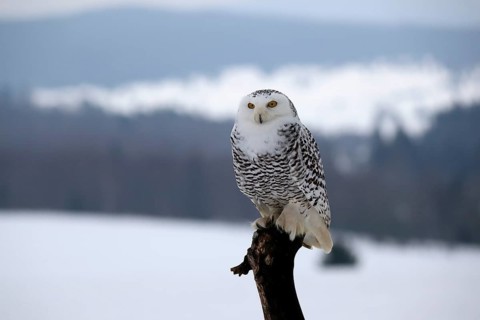 Snowy owl (Nyctea scandiaca), snowy owl, adult, alert, perch, winter, snow, Bohemian Forest, Czech