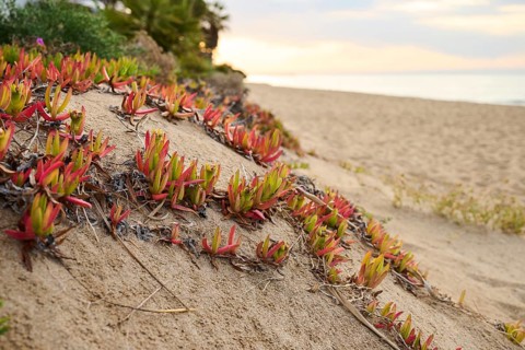 Hottentot-fig (Carpobrotus edulis) growing on a beach near Tarragona, Catalonia, Spain, Europe