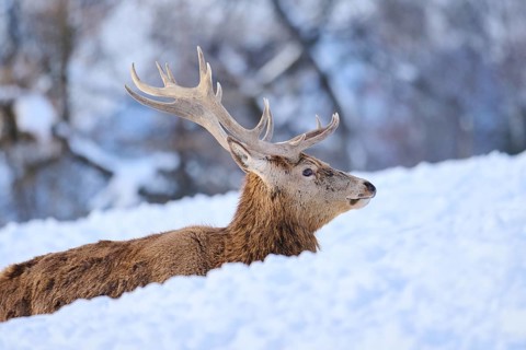 Red deer (Cervus elaphus) stag on a snowy meadow in the mountains in tirol, Kitzbühel, Wildpark