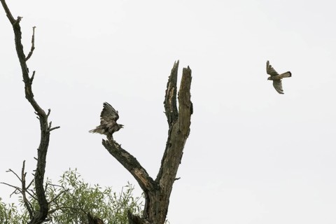 Common kestrel (Falco tinnunculus) attacks steppe buzzard (Buteo buteo), Hesse, Germany, Europe