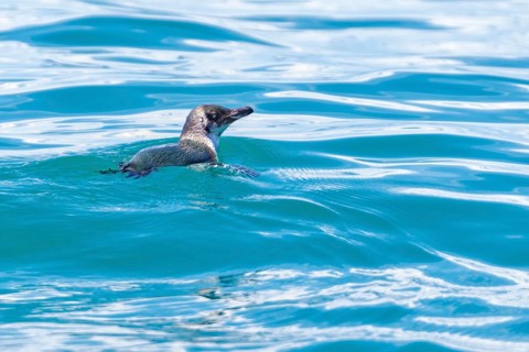 Dickschnabelpinguin (Eudyptes pachyrhynchus), Bootstour, Akaroa, Banks Peninsula, Canterbury,