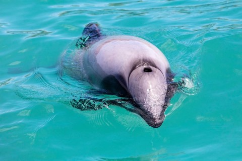 Hector-Delphin (Cephalorhychus hectori), Bootsfahrt, Akaroa, Banks-Halbinsel, Canterbury,