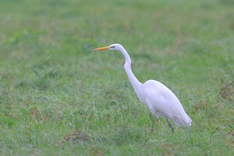 Great egret (Egretta alba), foraging in a meadow, Lembruch, Dümmer nature park Park, Lower Saxony,