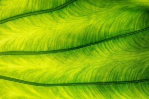 Leaf of the giant taro (Alocasia macrorrhizos), backlit close-up, Madeira, Portugal, Europe