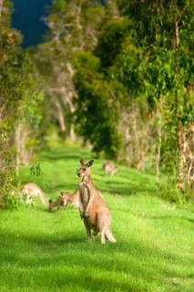 Giant kangaroos (Osphranter rufus) in a forest, wild, free, wilderness, fauna, heraldic animal, on