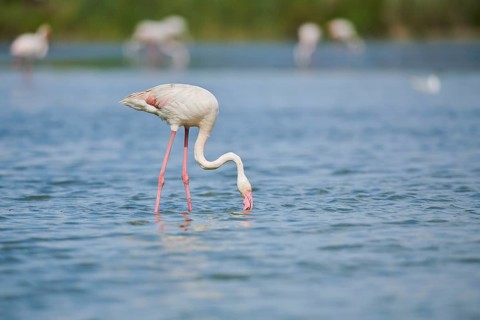 Greater Flamingo (Phoenicopterus roseus) standing in the water, Parc Naturel Regional de Camargue,