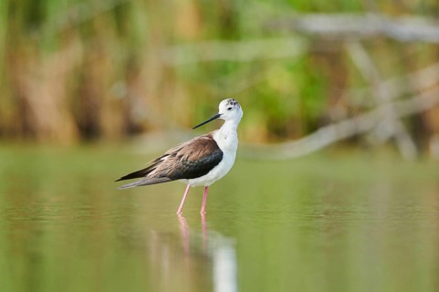 Black-winged stilt (Himantopus himantopus) standing in the water, Camargue, France, Europe