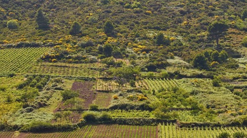 Vineyards, fields, trees, green cultivated landscape, Valdichiesa, Monte dei Porri, Salina, Aeolian