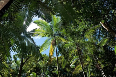 Palm tree, palm trees in the Australian jungle, jungle, rainforest, climate, green, forest,