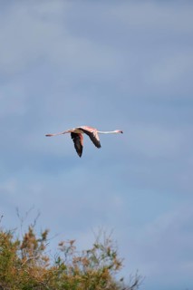 Greater Flamingo (Phoenicopterus roseus), flying in the sky, Parc Naturel Regional de Camargue,