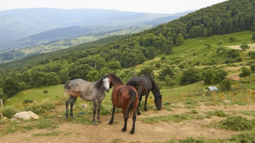 Horses, pasture, grove, trees, green hill, Nebrodi National Park, Sicily, Italy, Europe