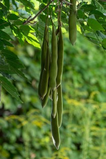 Seed pods of Chinese chinese wisteria (Wisteria sinensis), Bavaria, Germany, Europe