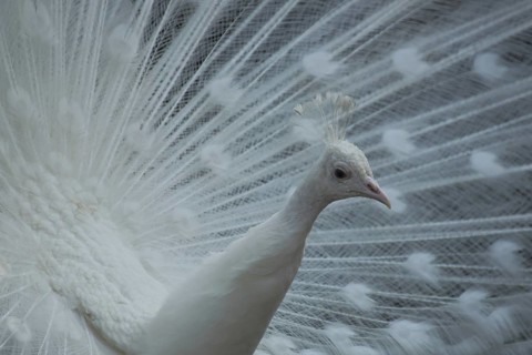 White indian peafowl (Pavo cristatus), wheeling, courtship, white, bird feathers, captive