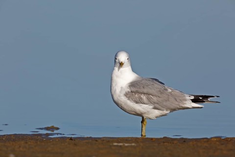 Common gull (Larus canus), resting in the water, Lower Saxony Wadden Sea National Park, East