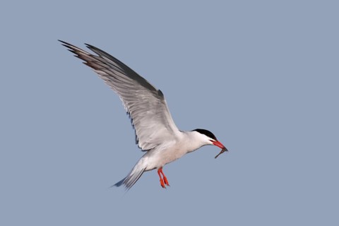 Common Tern (Sterna hirundo), in flight with fish in its beak, Lower Saxon Wadden Sea National