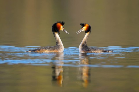 Great Crested Grebe, pair, head shaking, North Rhine-Westphalia, Germany, Europe