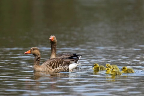 Greylag goose (Anser anser), Graylag Goose pair swimming with goslings in lake in spring
