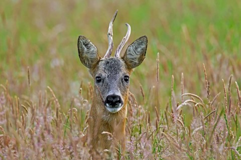 European roe deer (Capreolus capreolus) with deformed antlers in a maize field in June