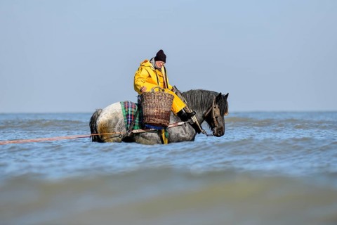 Horse fishermen with his trawl net catching Brown shrimp (Crangon crangon), Koksijde, North Sea