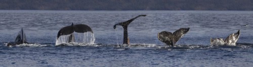 Humpback whale (Megaptera novaeangliae), Strait of Magellan, Patagonia, Chile, South America