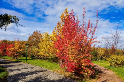 The Forest Botanical Garden Tharandt is an institution of the Technical University of Dresden and