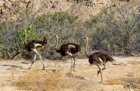 Common ostriches (Struthio camelus), Namib-Naukluft National Park, Namibia, Africa